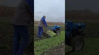 Осенняя фрезеровка горчицы мотоблоком/milling mustard with a walk-behind tractor 