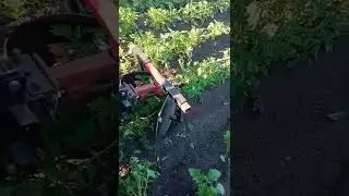 Агромаш МТ 110. Финальное окучивание картофеля.