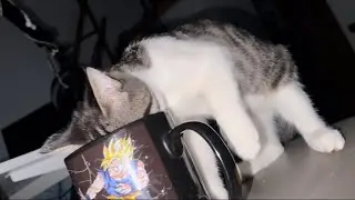 Cup with water for Murkiss kitten | Котенок Муркисс пьет из чашки