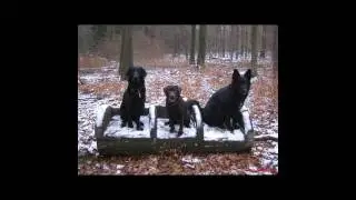 Hunde