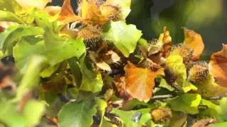 La flor de Bach Haya - Beech