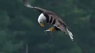 Elang terbang l The Beauty of an Eagle in Flight