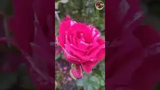 Наши любимые  розы -  Сидландия-  3seed.ru - семена и саженцы растений, пересылка почтой