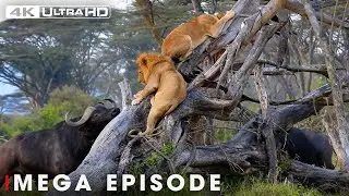Lion vs Buffalo: World's Deadliest of Lion(MEGA EPISODE) | Nature Animal Documentary