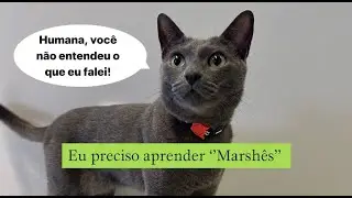 Eu preciso aprender ‘’Marshês’’ 🥹#gatos #gatosengraçados #trigatos #gatocinza #gatopreto #viral