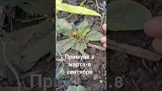 Примула из маркета.Есть ли смысл выращивать. 