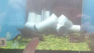 Раки и трубы