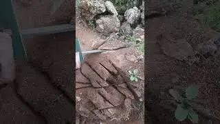 cutting dry coconut tree using small grinder chain saw