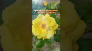 Доброе утро,хорошего дня открытки на каждый день #открытка #доброеутро #видеооткрытка #доброеутречко