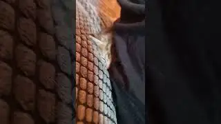 #анукадавайка