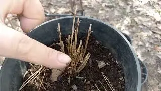 Работаю с клематисами.