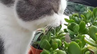 Денежное дерево,которое ест мой кот! 🐱😺🍀☘🌿 The cat eats my plants!