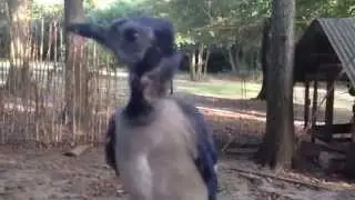 Blue, our pet Blue Jay