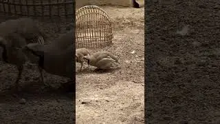 Кабк чанг гирбрид Поктстони