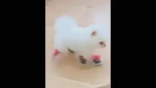 Gatos e Cachoros se divertindo# shortes