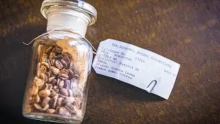 Saving Coffee From Extinction | Planet Fix | BBC Earth Science