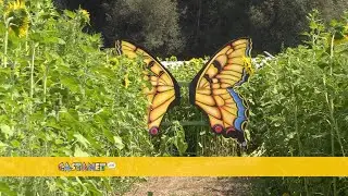 A-mazing sunflowers