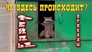 СМЕШНЫЕ ВИДЕО | ПРИКОЛЫ | ФЕЙЛЫ#39