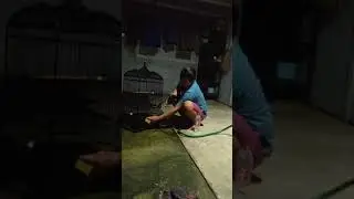 Ngedusi manok
