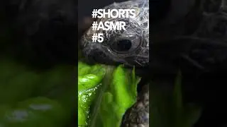ASMR #5 Baby Giant Tortoise / Turtle Eating Salad | 4K #shorts #asmr #love #sweet #subscribe