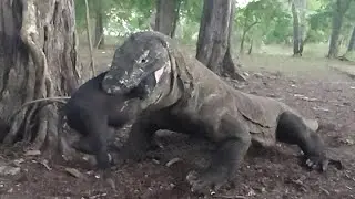Komodo dragons swallow piglets in minutes.