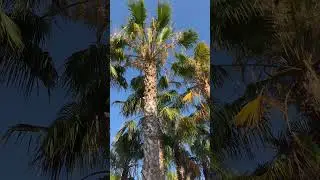Пальмы и попугаи #испания #summer #birds #shorts #shortvideo #shortsvideo