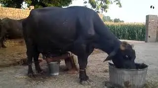 best milking buffalo in pakistan | أفضل الجاموس حلب في باكستان | Top Milking Videos