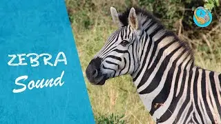 ZEBRA SOUND (sound effects no copyright )