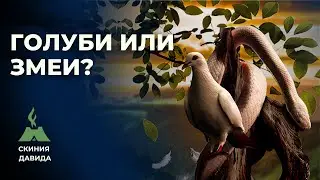 Голуби или змеи? Остерегаться людей/ Как Михей спас Иерусалим?«Не радуйся, неприятельница моя!»