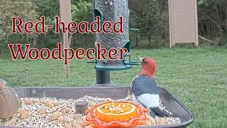 Red-headed Woodpecker is back again this year!  Orioles, Grosbeak and Mockingbird visit too...