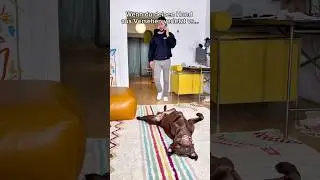 Wenn sich dein HUND an dir rächt 😈