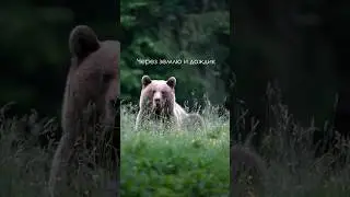 Слушай новую песню на канале! #медведь