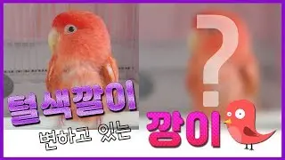 색이 변하는 앵무새