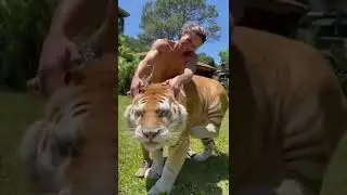 Amazing man pets Tiger 🥺😲 #Shorts