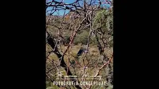 Fotografía ¿Narrativa o Conceptual?