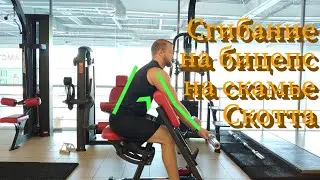 Сгибание на бицепс скамье Скотта. Бицепс на скамье Скотта. Техника выполнения