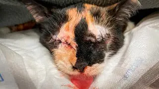 Two Blind Kittens Suspected to be Abused by Dog Fighters go to VET Rescue to Be Saved