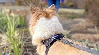 A Dog’s Day in the Life