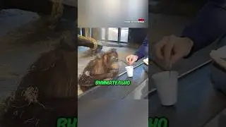 Реакция Обезьяны на Этот Волшебный Фокус 😂❤️