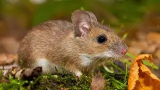 Mouse scream