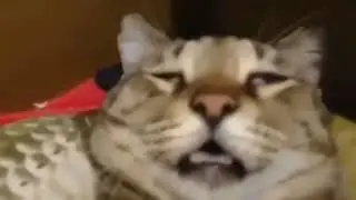 Кот в вкинулся и откинулся