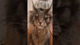 Суровый котёнок Мейн-Кун Велес #cat #кот #мейнкуны #funny #cute #котики #catlover #прикол #cats #кун