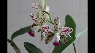 cattleya hybrid Цветет каттлея