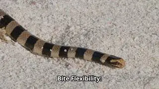 The Insane Biology of Sea Snakes