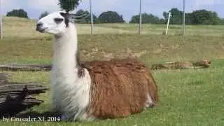 Lamas and Maras by Crusader XL