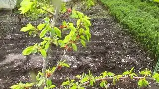 Коротко об обрезке после цветения.