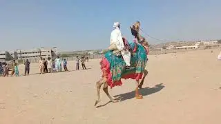 Camel 🐪🐫 romance desert raining dance 🐪