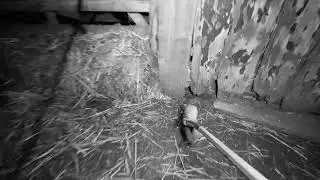 Night vision rat disposal
