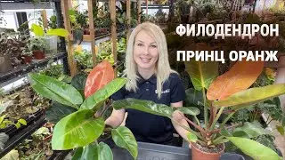 Philodendron Prince Orange - transplant and care