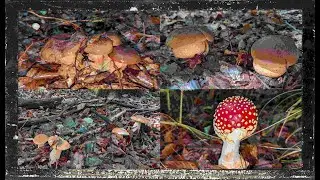 Pilze ohne Ende!! Der Wahnsinn geht weiter!! Steinpilze, Rotkappen....